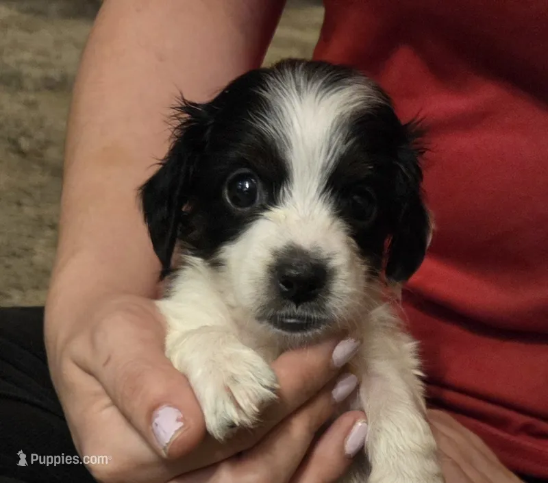 Ziggy – Miniature Dachshund puppy for sale in Collinsville, OK