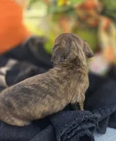 Snickers , a female Miniature Dachshund for sale in Collinsville, OK – 3 of 5