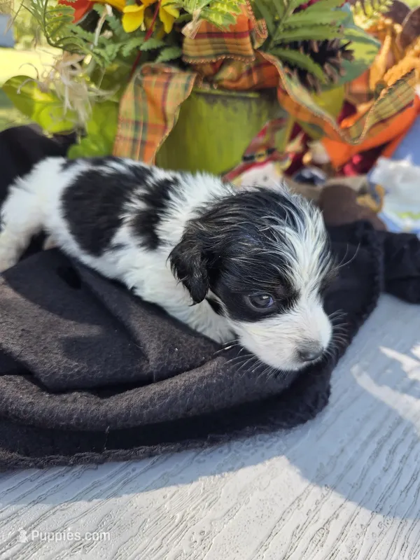 Ziggy – Miniature Dachshund puppy for sale in Collinsville, OK
