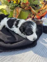 Ziggy, a male Miniature Dachshund for sale in Collinsville, OK – 1 of 5