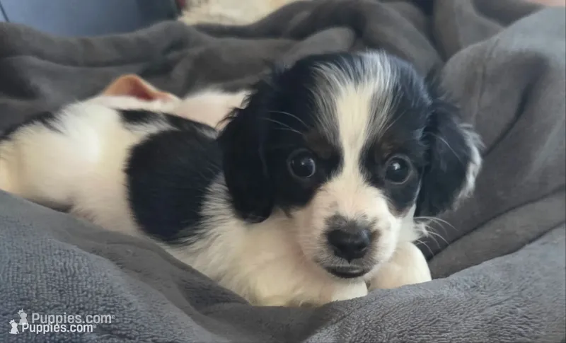 Ziggy – Miniature Dachshund puppy for sale in Collinsville, OK