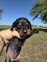 Lil bit, a female Miniature Dachshund for sale in Collinsville, OK – 3 of 5