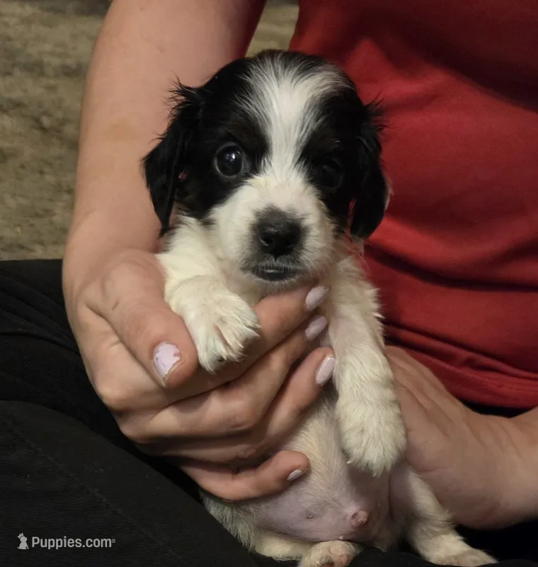 Ziggy – Miniature Dachshund puppy for sale in Collinsville, OK