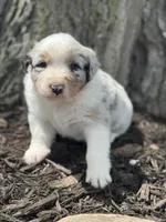 Hercules , a male Australian Shepherd for sale in Independence, IA – 2 of 6