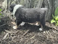 Prince Charming, a male Australian Shepherd for sale in Independence, IA – 5 of 5