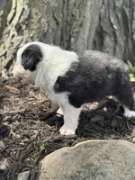 Aladdin , a male Australian Shepherd for sale in Independence, IA – 4 of 4