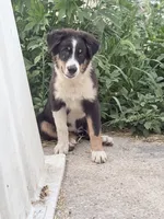 Alfalfa , a male Australian Shepherd for sale in Independence, IA – 5 of 5