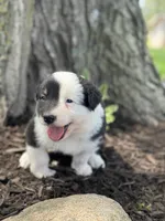 Aladdin , a male Australian Shepherd for sale in Independence, IA – 2 of 4