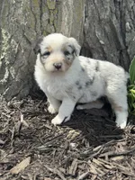 Hercules , a male Australian Shepherd for sale in Independence, IA – 5 of 6