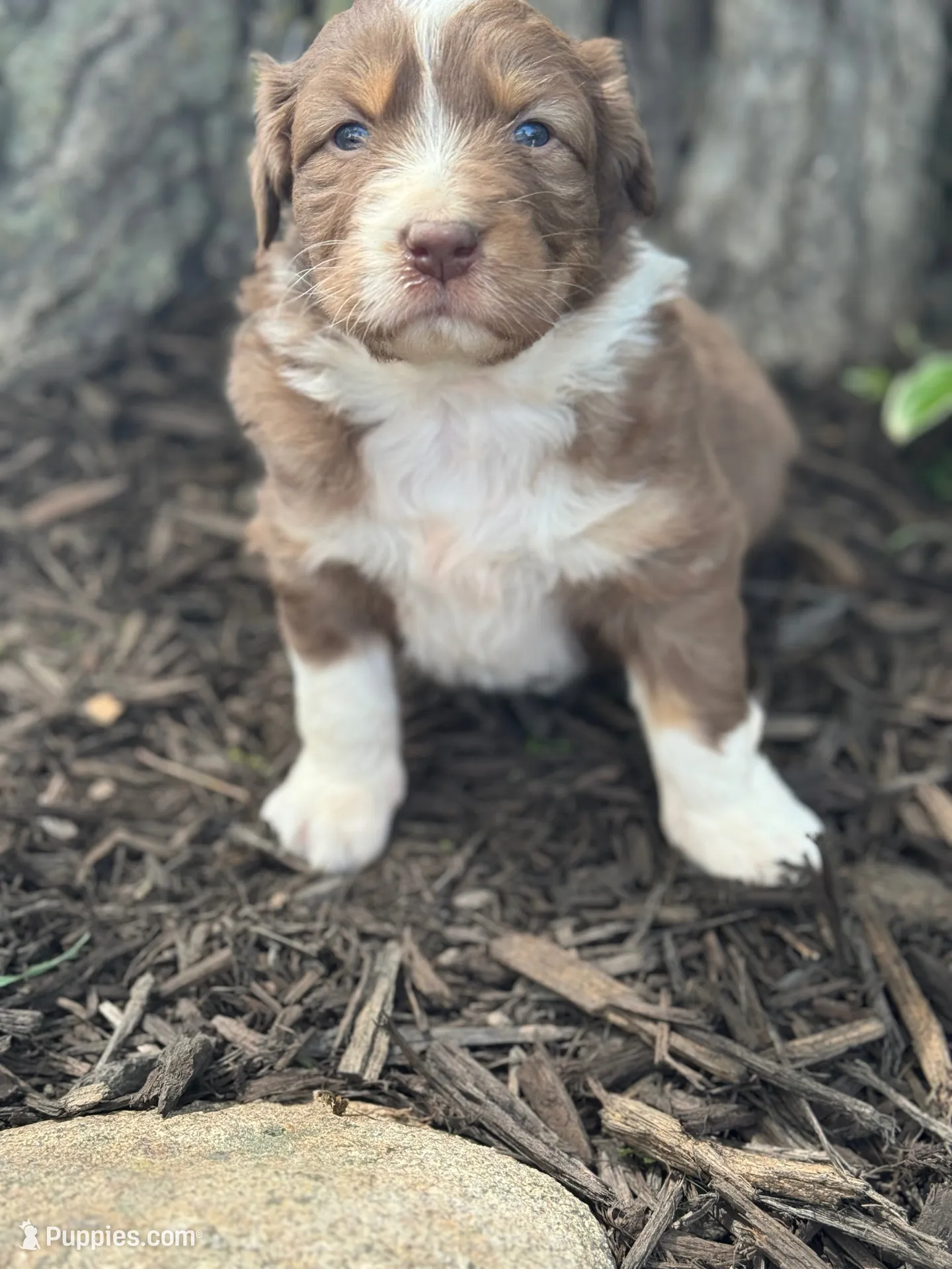 Quasimodo, a male Australian Shepherd for sale in Independence, IA – 4 of 4
