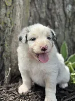 Cinderella, a female Australian Shepherd for sale in Independence, IA – 3 of 7