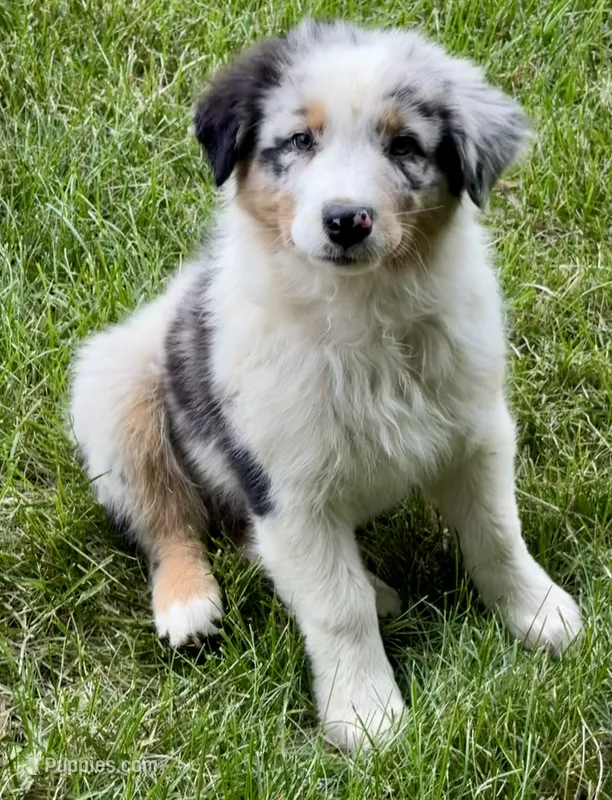 Buckwheat – Australian Shepherd puppy for sale in Independence, IA