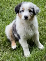 Buckwheat, a male Australian Shepherd for sale in Independence, IA – 1 of 1