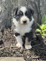 Prince Charming, a male Australian Shepherd for sale in Independence, IA – 4 of 5