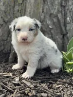 Cinderella, a female Australian Shepherd for sale in Independence, IA – 4 of 7