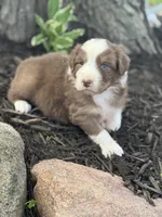 Shrek, a male Australian Shepherd for sale in Independence, IA – 4 of 5
