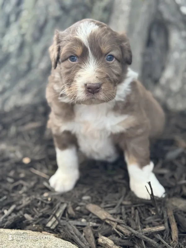 Quasimodo, a male Australian Shepherd for sale in Independence, IA – 1 of 4