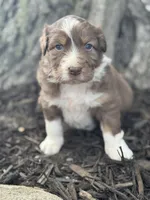 Quasimodo, a male Australian Shepherd for sale in Independence, IA – 1 of 4