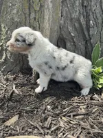 Cinderella, a female Australian Shepherd for sale in Independence, IA – 6 of 7