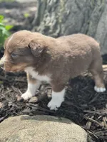 Tarzan, a male Australian Shepherd for sale in Independence, IA – 3 of 4