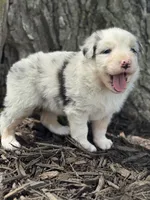 Cinderella, a female Australian Shepherd for sale in Independence, IA – 5 of 7