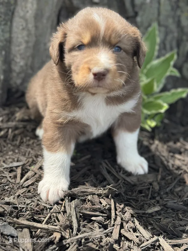 Tarzan – Australian Shepherd puppy for sale in Independence, IA