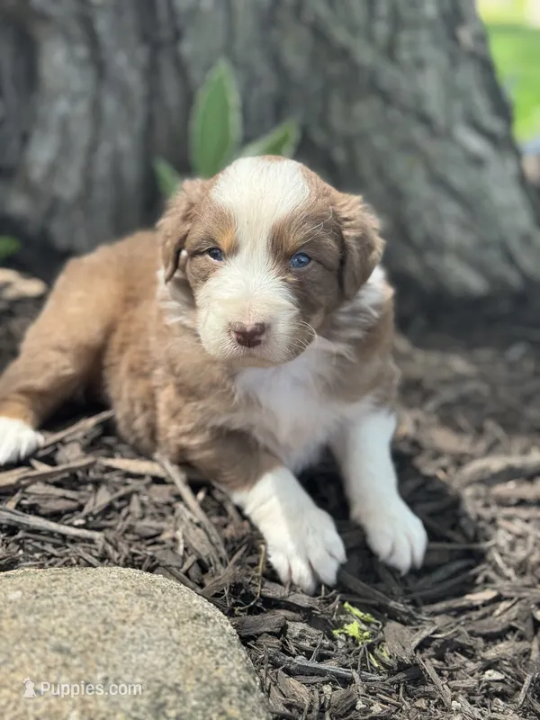 Shrek – Australian Shepherd puppy for sale in Independence, IA