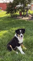 Alfalfa , a male Australian Shepherd for sale in Independence, IA – 2 of 3