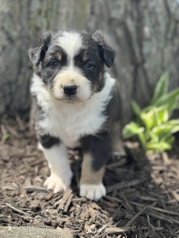 Prince Charming – Australian Shepherd puppy for sale in Independence, IA
