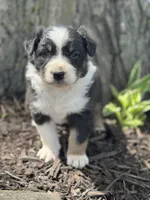 Prince Charming, a male Australian Shepherd for sale in Independence, IA – 1 of 5