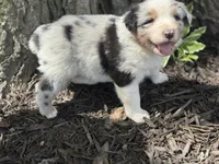 Hercules , a male Australian Shepherd for sale in Independence, IA – 4 of 6