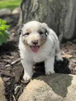 Cinderella, a female Australian Shepherd for sale in Independence, IA – 2 of 7