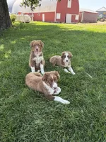 Spanky , a male Australian Shepherd for sale in Independence, IA – 3 of 3