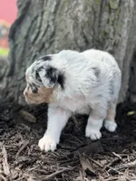Snow white, a female Australian Shepherd for sale in Independence, IA – 5 of 5
