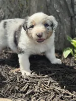 Hercules , a male Australian Shepherd for sale in Independence, IA – 3 of 6