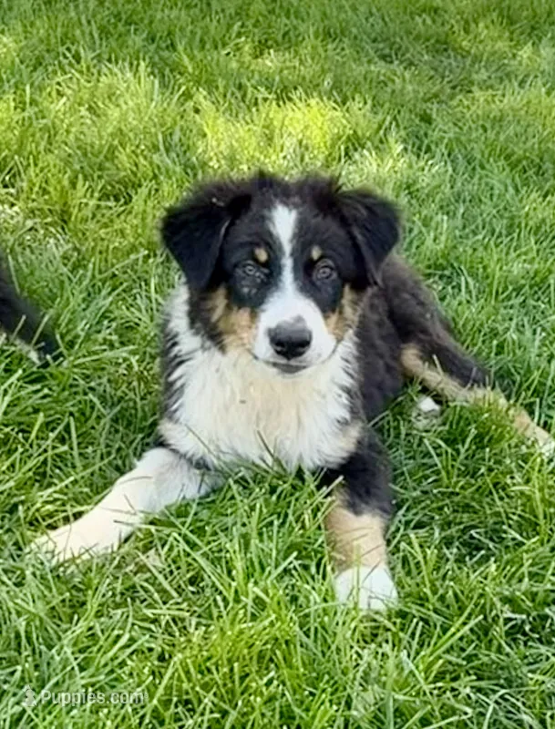 Alfalfa  – Australian Shepherd puppy for sale in Independence, IA