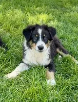 Alfalfa , a male Australian Shepherd for sale in Independence, IA – 1 of 3