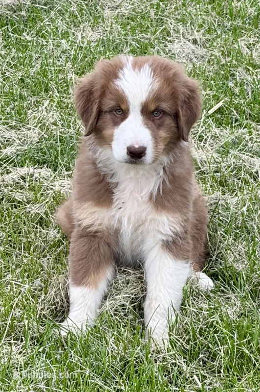 Waldo – Australian Shepherd puppy for sale in Independence, IA