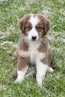 Waldo, a male Australian Shepherd for sale in Independence, IA – 1 of 1