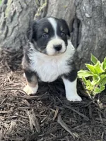 Jasmine , a female Australian Shepherd for sale in Independence, IA – 1 of 3