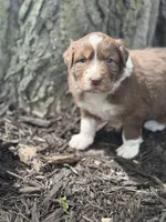 Quasimodo, a male Australian Shepherd for sale in Independence, IA – 3 of 4