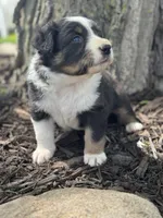 Prince Charming, a male Australian Shepherd for sale in Independence, IA – 3 of 5