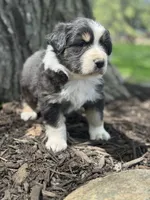 Prince Eric , a male Australian Shepherd for sale in Independence, IA – 2 of 3