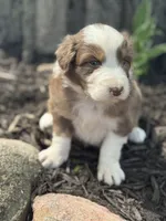 Shrek, a male Australian Shepherd for sale in Independence, IA – 2 of 5