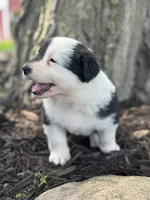 Aladdin , a male Australian Shepherd for sale in Independence, IA – 3 of 4