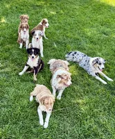 Alfalfa , a male Australian Shepherd for sale in Independence, IA – 3 of 3