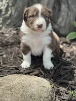 The Beast, a male Australian Shepherd for sale in Independence, IA – 2 of 4