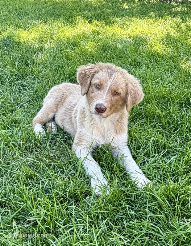Darla – Australian Shepherd puppy for sale in Independence, IA