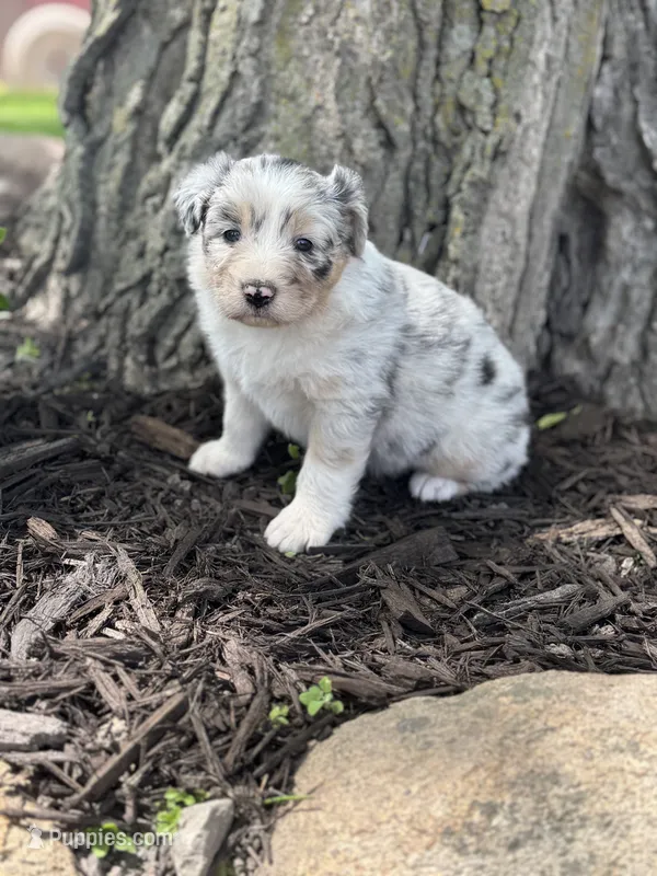 Snow white – Australian Shepherd puppy for sale in Independence, IA