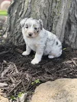 Snow white, a female Australian Shepherd for sale in Independence, IA – 1 of 5